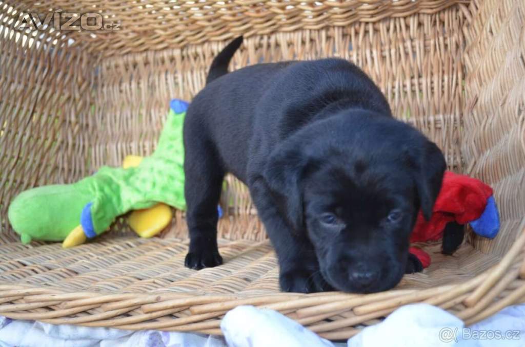 Foto inzerátu Labradorsky retriver s PP-šteňata