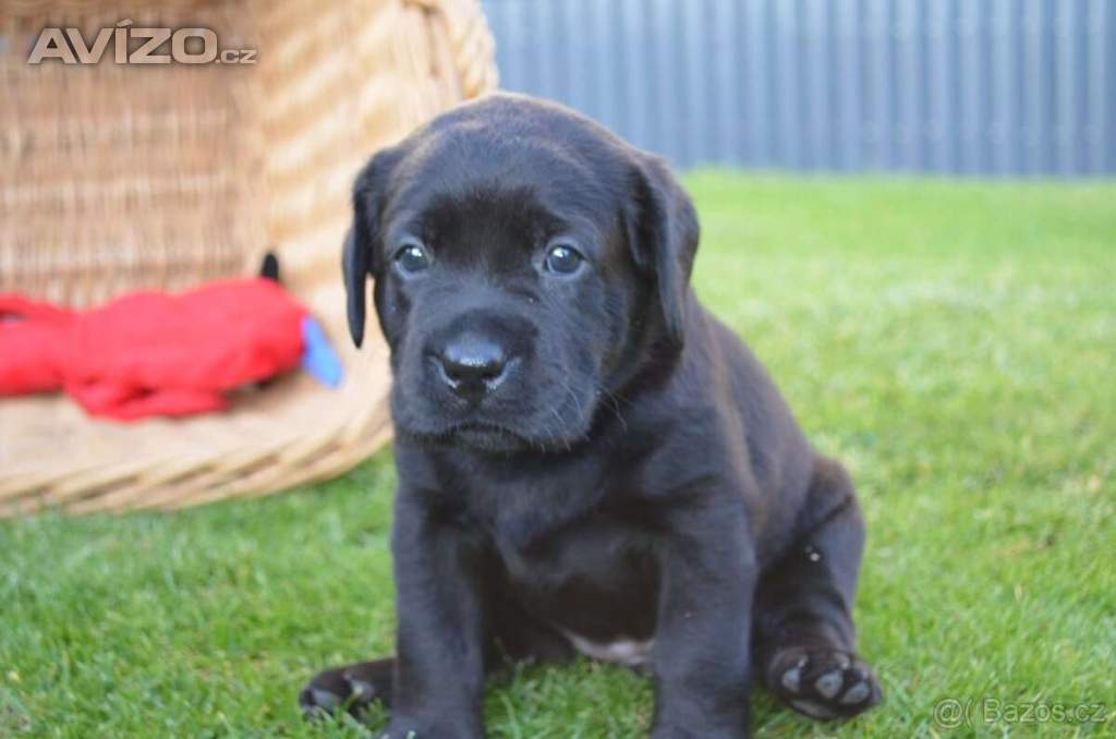 Foto inzerátu Labradorsky retriver s PP-šteňata