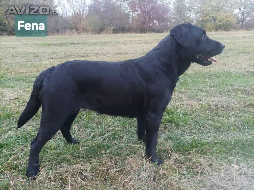 Foto inzerátu Labradorsky retriver s PP-šteňata