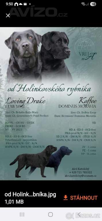 Foto inzerátu Labradorsky retriver s PP-šteňata