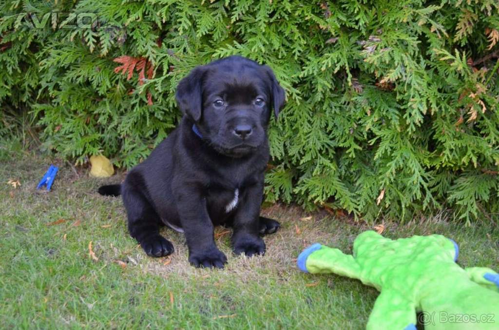 Foto inzerátu Labradorsky retriver s PP-šteňata