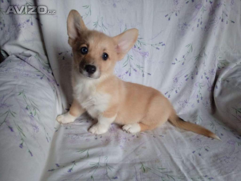 Welsh Corgi-fenečka