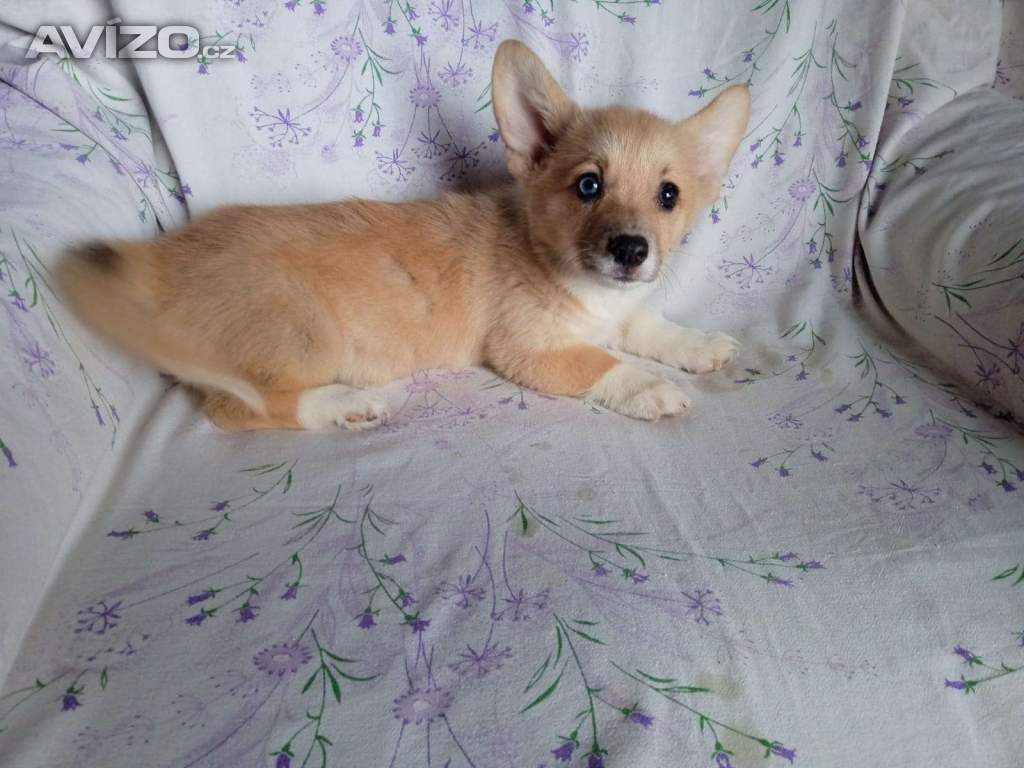 Foto inzerátu Welsh Corgi-fenečka