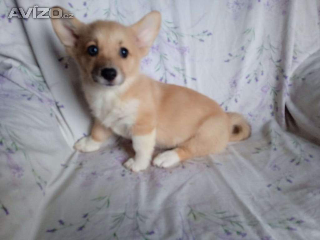 Foto inzerátu Welsh Corgi-fenečka