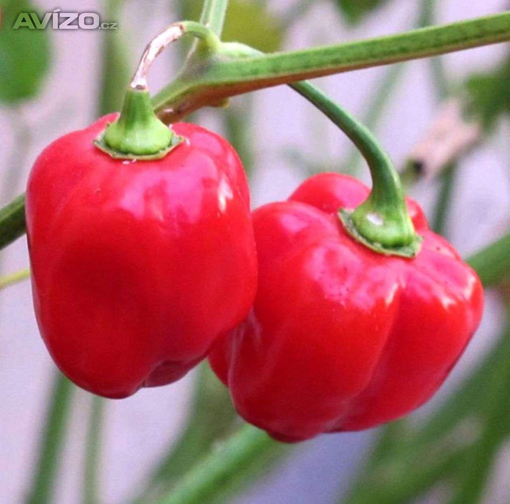 Chilli Habanero Red Caribbean - semena