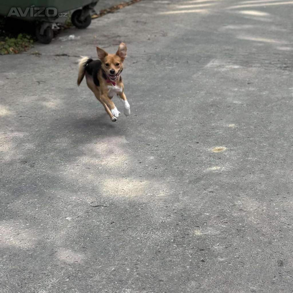 Nabízím ke krytí fenku 