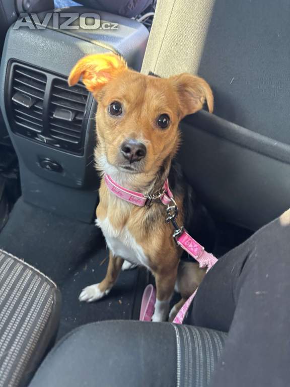 Foto inzerátu Nabízím ke krytí fenku 