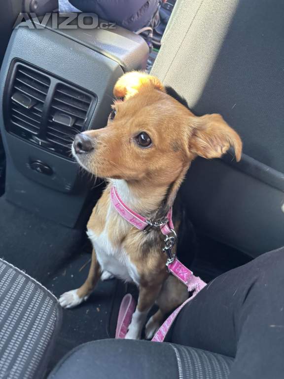 Foto inzerátu Nabízím ke krytí fenku 