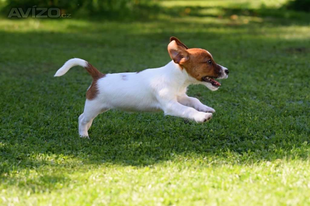 Jack Russell teriér s PP