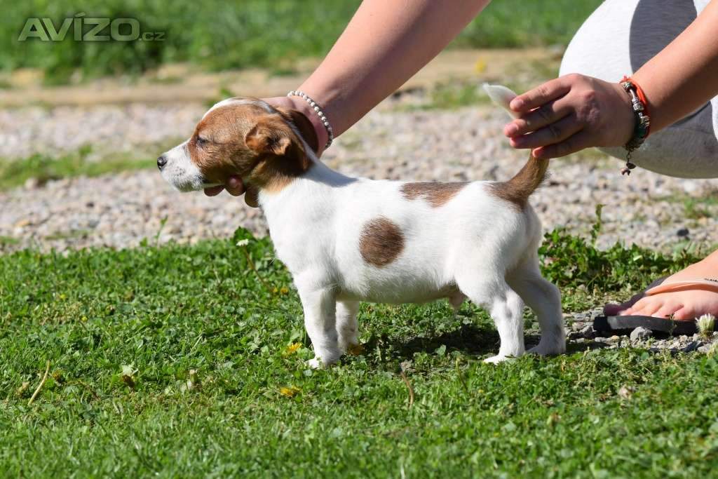 Foto inzerátu Jack Russell teriér s PP