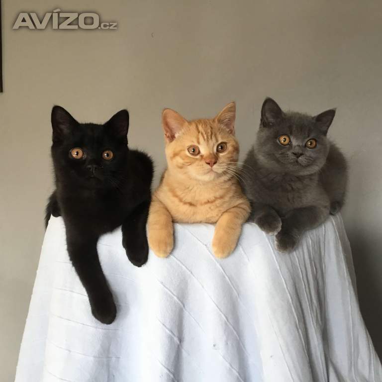 Britská koťátka s PP za  skvělou cenu !!!
