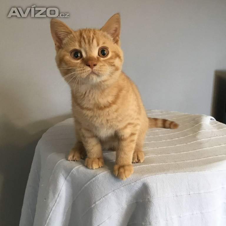 Foto inzerátu Britská koťátka s PP za  skvělou cenu !!!