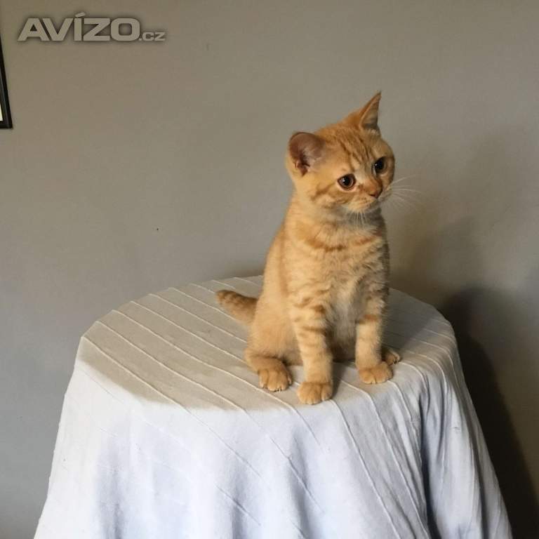 Foto inzerátu Britská koťátka s PP za  skvělou cenu !!!