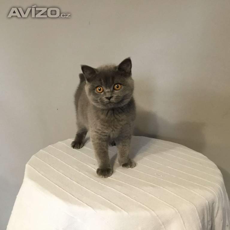Foto inzerátu Britská koťátka s PP za  skvělou cenu !!!