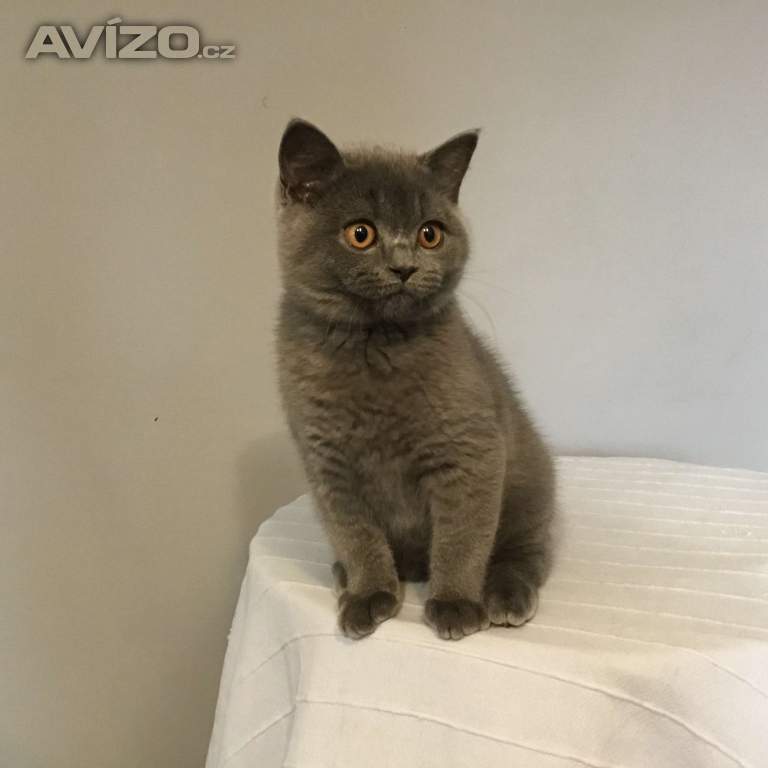 Foto inzerátu Britská koťátka s PP za  skvělou cenu !!!