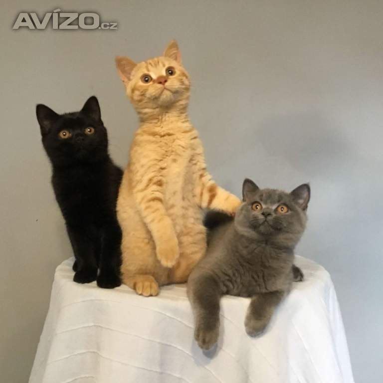 Foto inzerátu Britská koťátka s PP za  skvělou cenu !!!