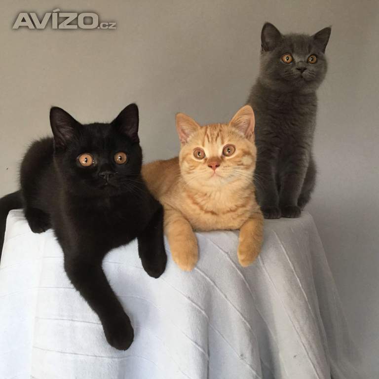 Foto inzerátu Britská koťátka s PP za  skvělou cenu !!!