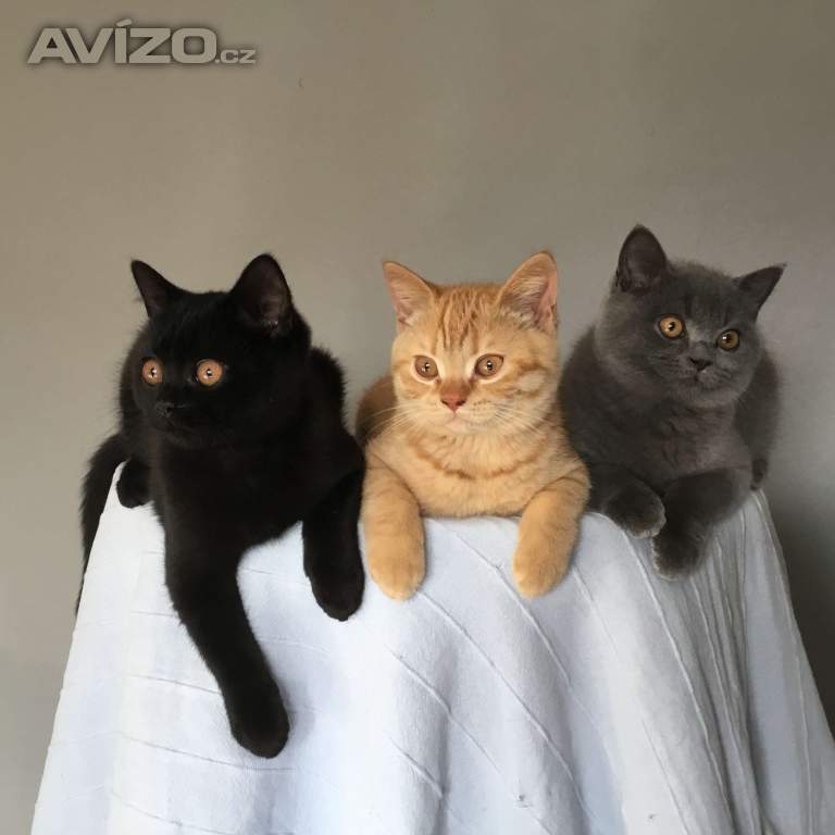 Foto inzerátu Britská koťátka s PP za  skvělou cenu !!!