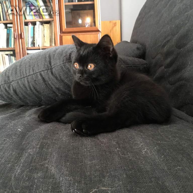 Foto inzerátu Britská koťátka s PP za  skvělou cenu !!!