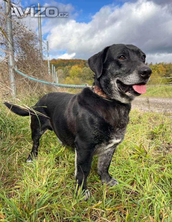 Foto inzerátu FANNY - psík 7 let