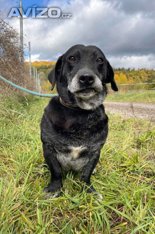 Foto inzerátu FANNY - psík 7 let