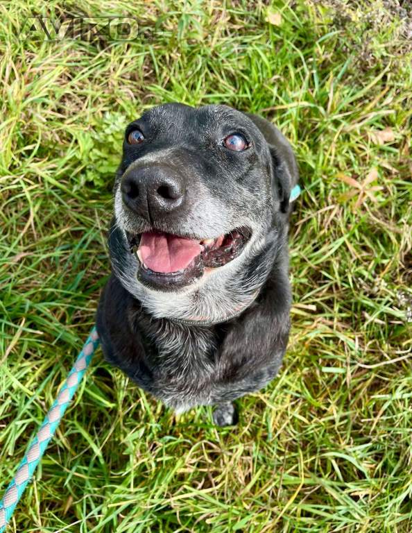 Foto inzerátu FANNY - psík 7 let