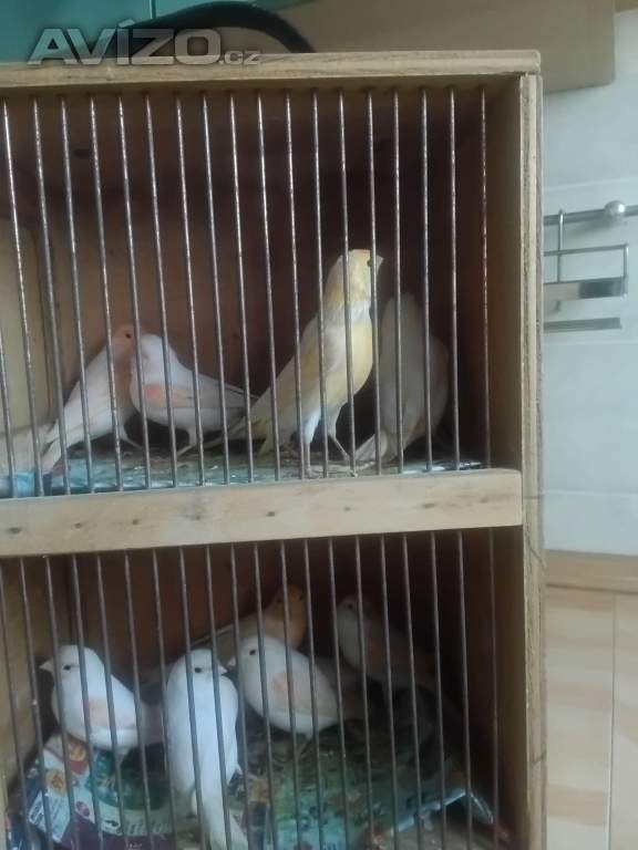Foto inzerátu Prodám letošní kanáry