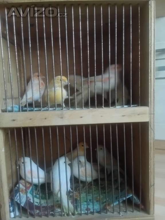 Foto inzerátu Prodám letošní kanáry