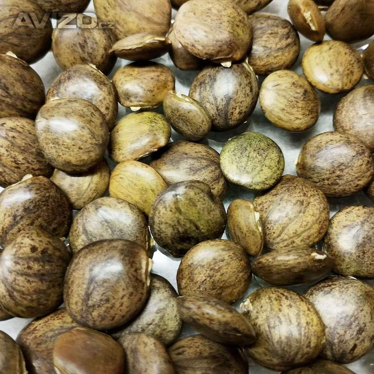 Semena vistárie čínské - 350 ks