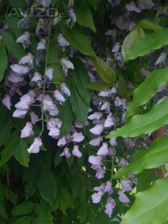 Foto inzerátu Semena vistárie čínské - 350 ks