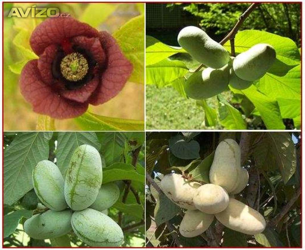 Asimina Triloba - Stratifikovaná semena 
