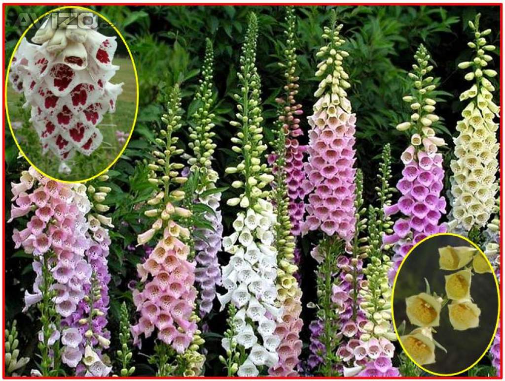Digitalis Grandiflora - Náprstník směs barev - SEMENA