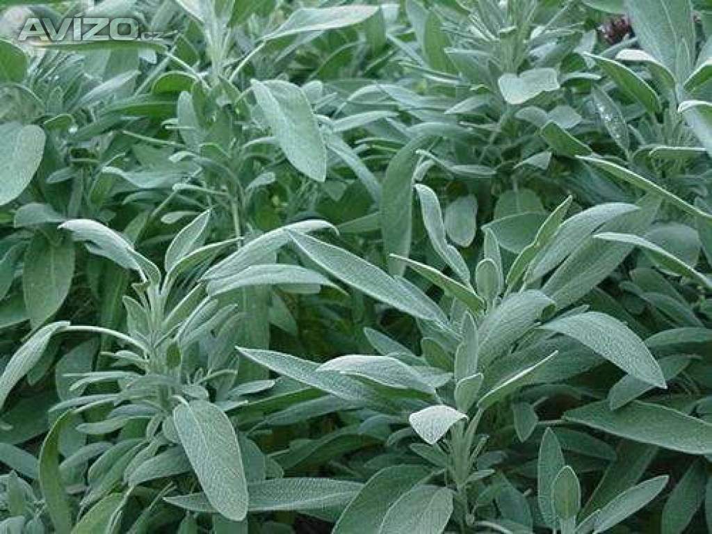 Šalvěj lékařská - semena