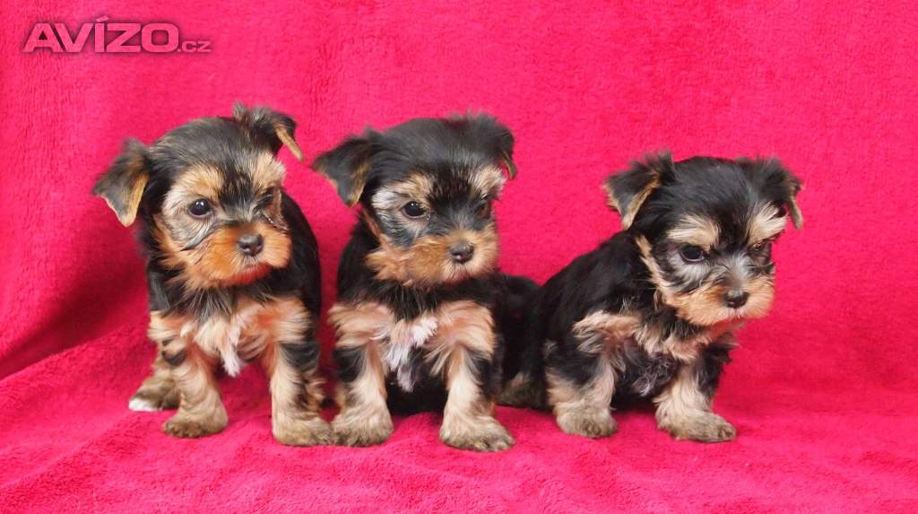 Jorkšírský teriér s PP-FCI