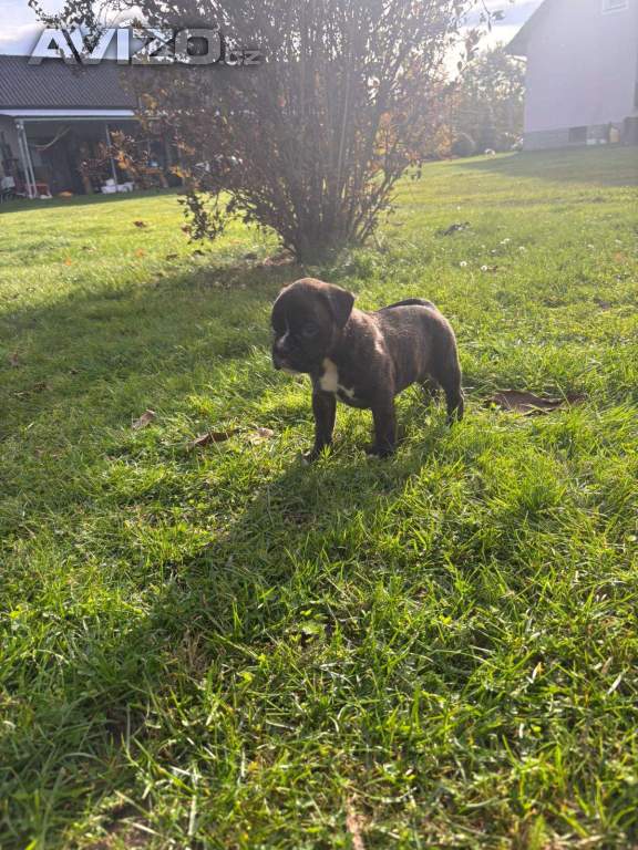 Foto inzerátu Německý boxer bez pp