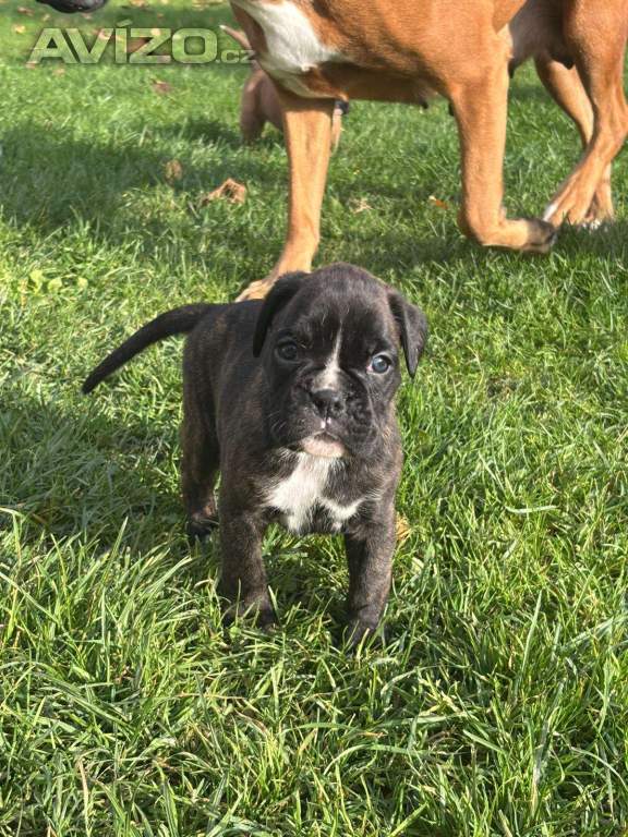 Foto inzerátu Německý boxer bez pp