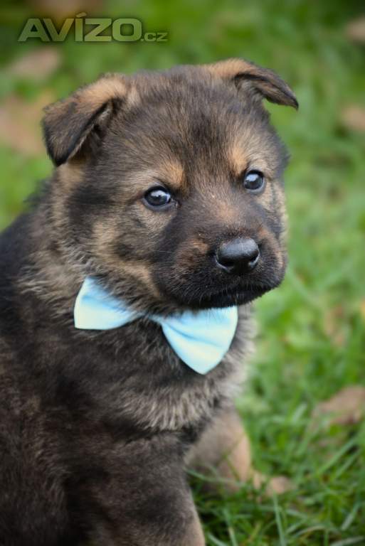 Německý ovčák s PP k odběru