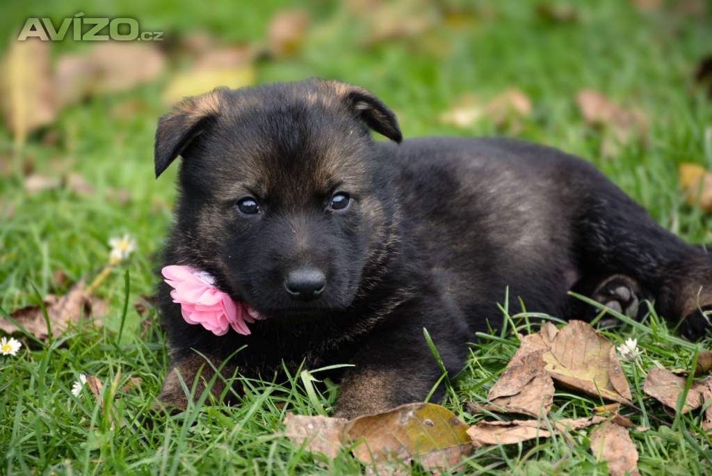 Foto inzerátu Německý ovčák s PP k odběru