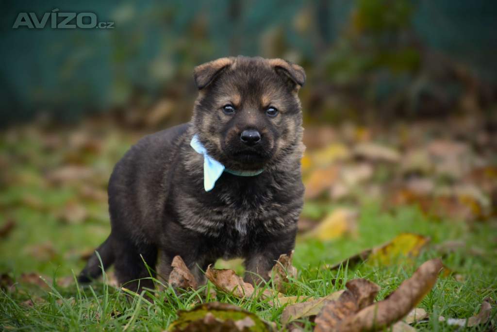 Foto inzerátu Německý ovčák s PP k odběru