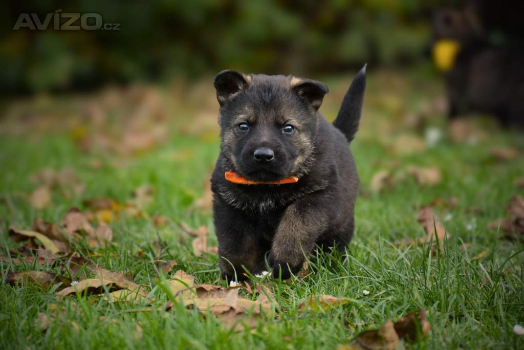 Foto inzerátu Německý ovčák s PP k odběru
