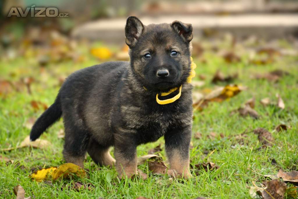 Foto inzerátu Německý ovčák s PP k odběru