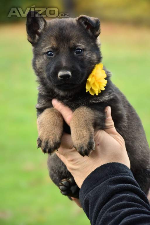 Foto inzerátu Německý ovčák s PP k odběru