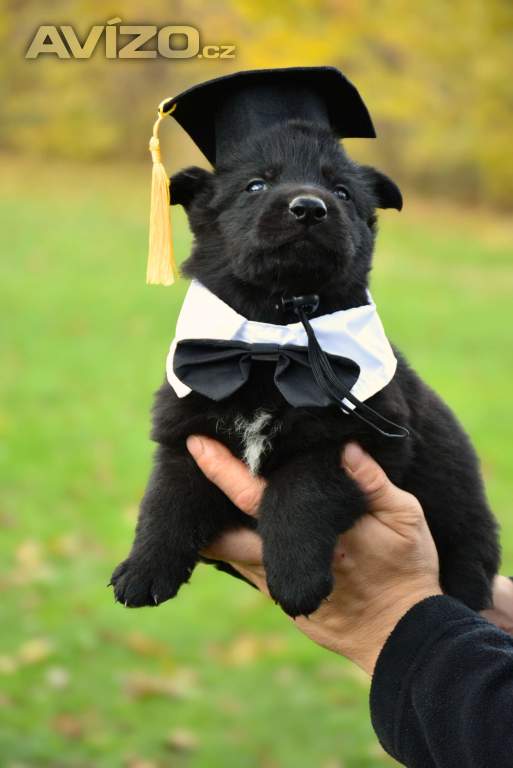 Foto inzerátu Německý ovčák s PP k odběru