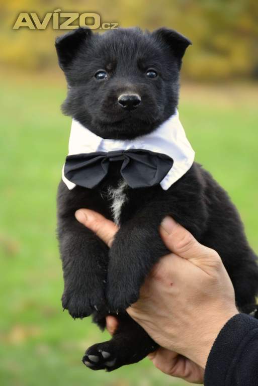 Foto inzerátu Německý ovčák s PP k odběru