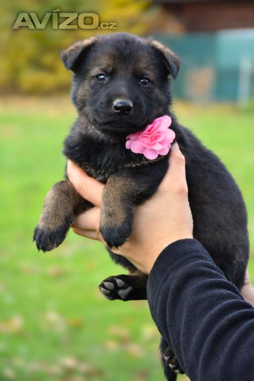 Foto inzerátu Německý ovčák s PP k odběru