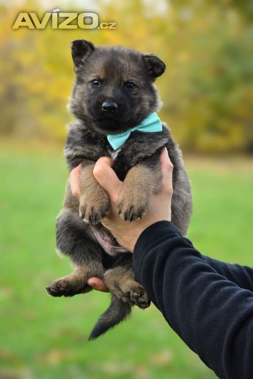 Foto inzerátu Německý ovčák s PP k odběru