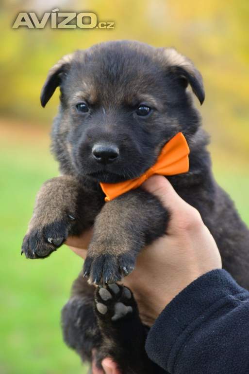 Foto inzerátu Německý ovčák s PP k odběru