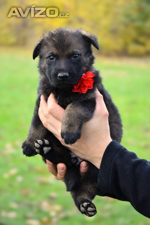 Foto inzerátu Německý ovčák s PP k odběru