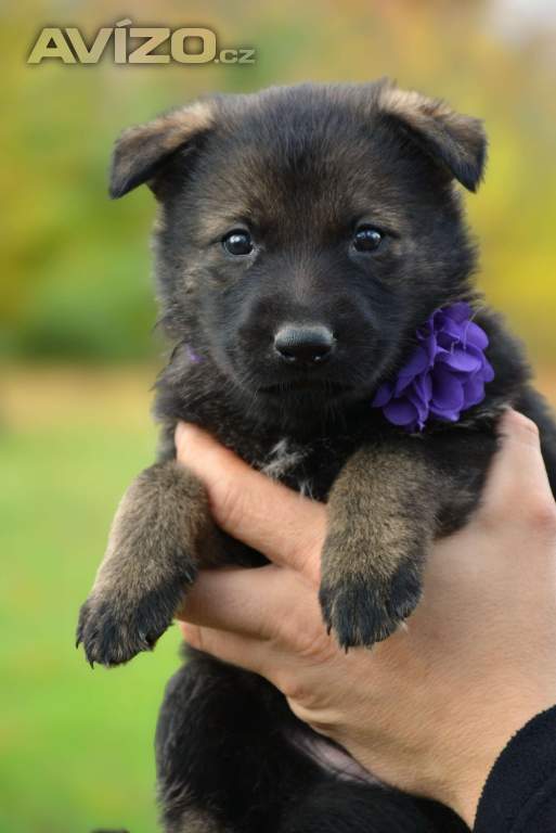 Foto inzerátu Německý ovčák s PP k odběru