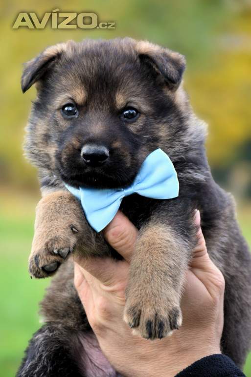 Foto inzerátu Německý ovčák s PP k odběru